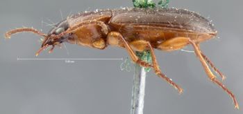 Media type: image;   Entomology 5652 Aspect: habitus lateral view
